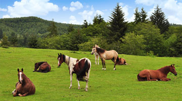 Horses Relaxing in the Pasture