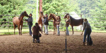 Girls and Mustangs